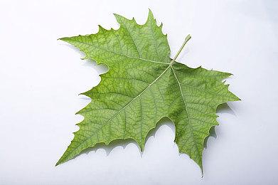 《侍魂：晓》宣布回滚网络代码更新延期